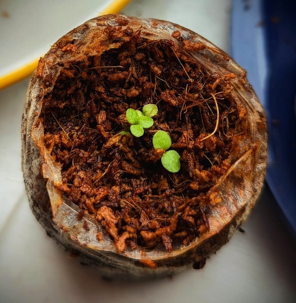 How To Grow Salvia Viridis 
