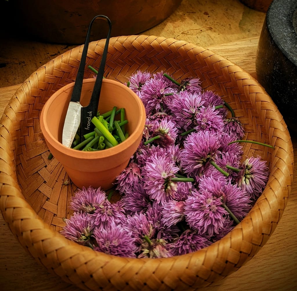 How to grow Chives