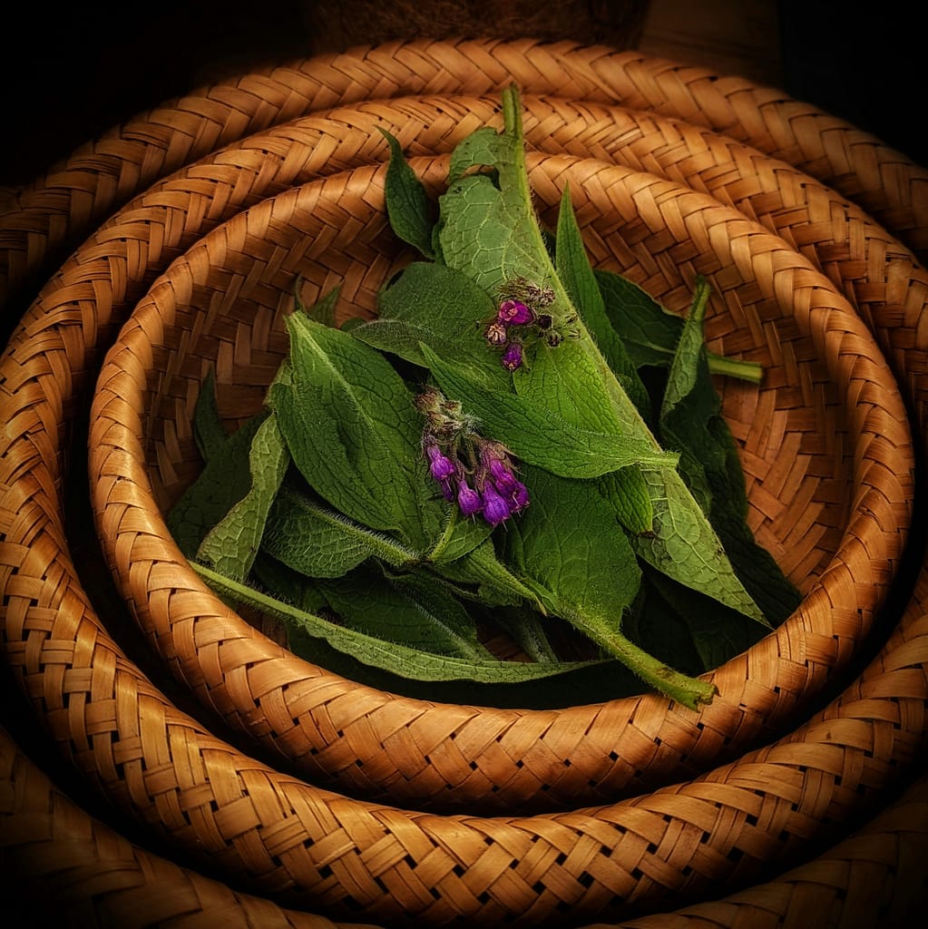 how to grow comfrey