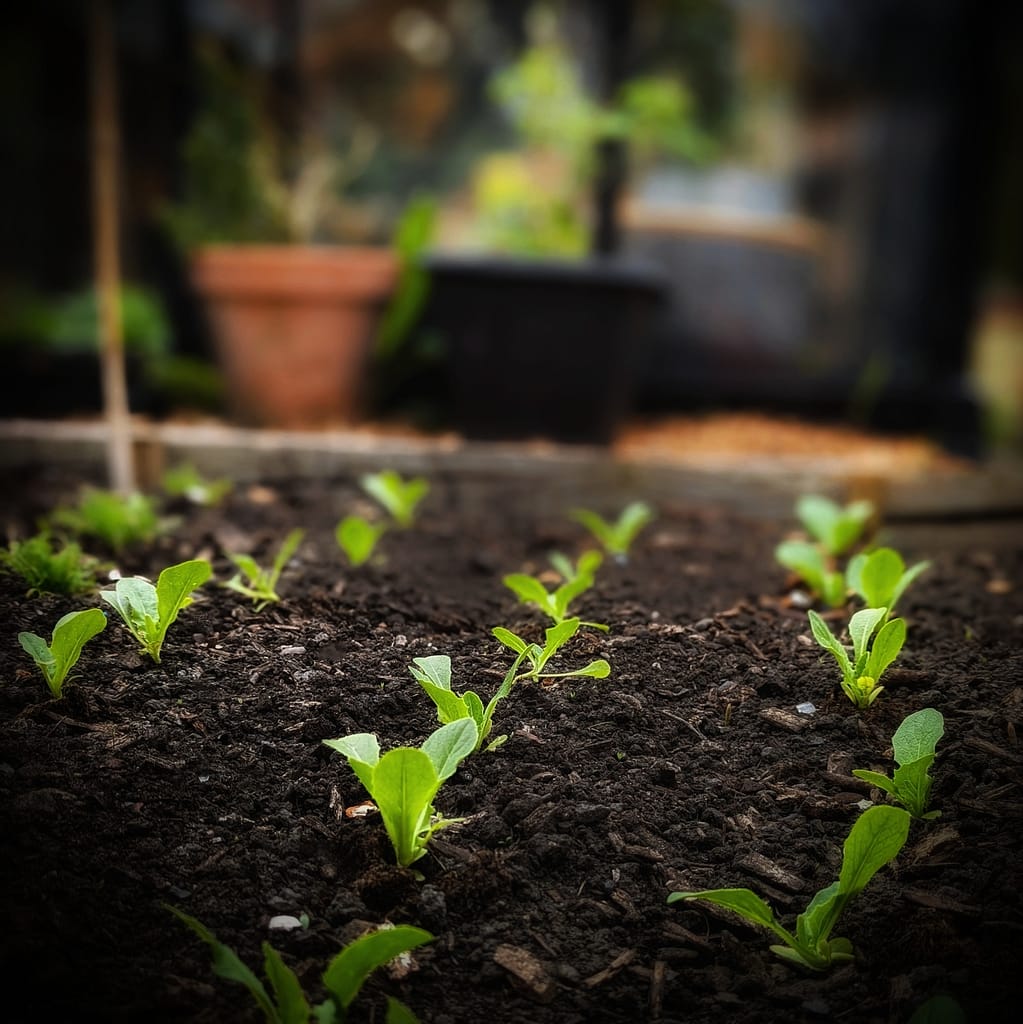 Romaine lettuce seedlings