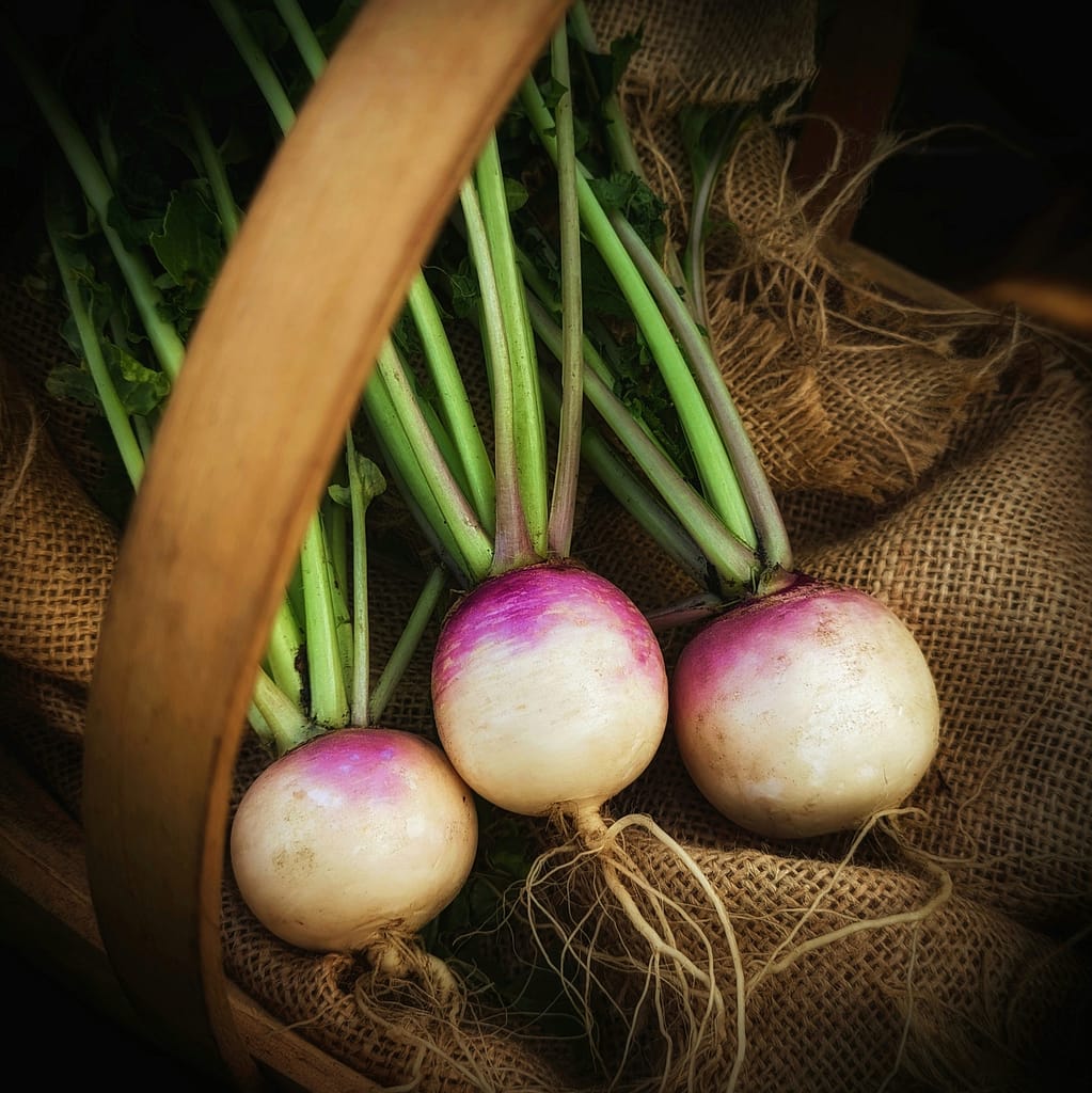 How to grow Turnips