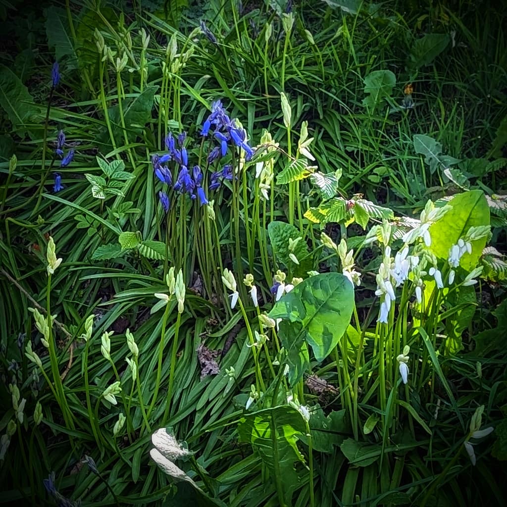 Bluebells and white bluebells