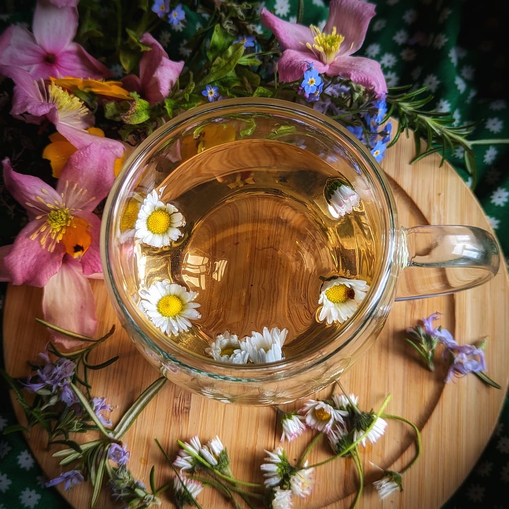 Daisy tea