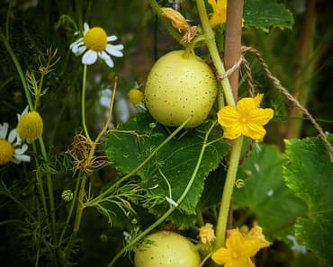 How to grow Lemon Cucumbers from Seed
