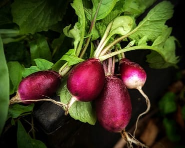 How To Grow Radish and Six Varieties To Try