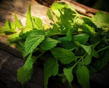 How To Grow Lemon Balm Tea For Anxiety and ‘Ladies Complaints’