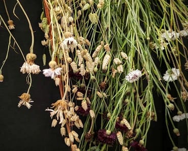 How To Grow Briza Maxima – Greater Quaking Grass