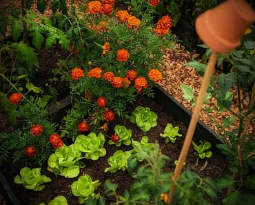 How To Grow Marigolds in Your Garden
