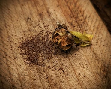 How To Save Foxglove Seeds