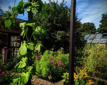 Ten Ways To Grow A Vertical Garden