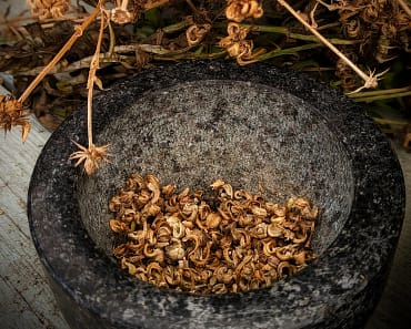 How To Save Calendula Seeds