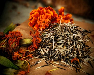 How To Save Marigold Seeds