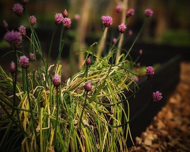 How To Grow Chives In Your Garden