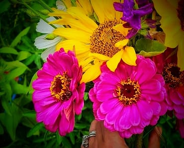 How To Grow Zinnias and 5 Reasons you need them in your Vegetable Garden!