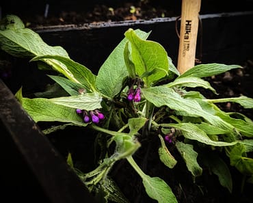 How To Grow Comfrey and 5 Reasons why you need it in Your Garden!