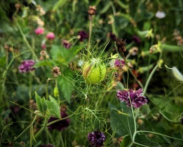 How to Harvest and save Nigella Seeds