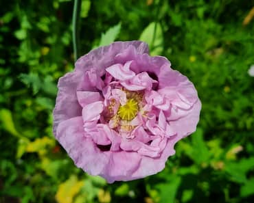 How To Grow Poppies And Six Varieties to Try