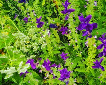 How To Grow Salvia Viridis from Seed and 10 Reasons You Need It In Your Garden!