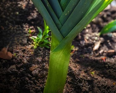 How to grow Leeks and avoid 3 Common Pest Problems