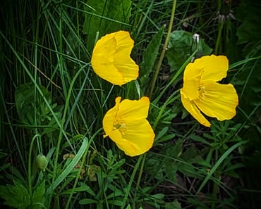 Save The Welsh Poppy! How To Grow It in Your Garden