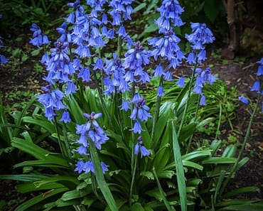 How To Grow Bluebells And 8 Fun Facts You Probably Didn’t Know!