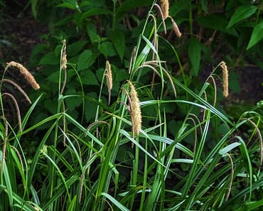How To Grow Pendulous Sedge Grass and 5 Ancient Facts You probably didn’t know!