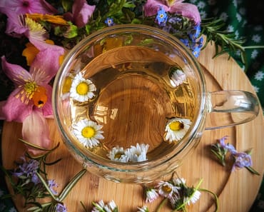The Surprising Healing power of the Common Daisy and how to use it!