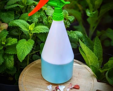 How To Get Rid Of Aphids – Make your own 3 Ingredient Garlic Spray!