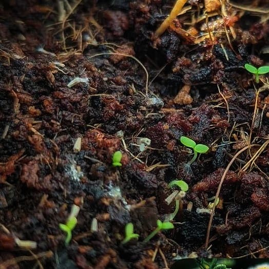 feverfew seedlings